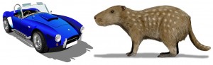 Josephoartigasia Rat & automobile