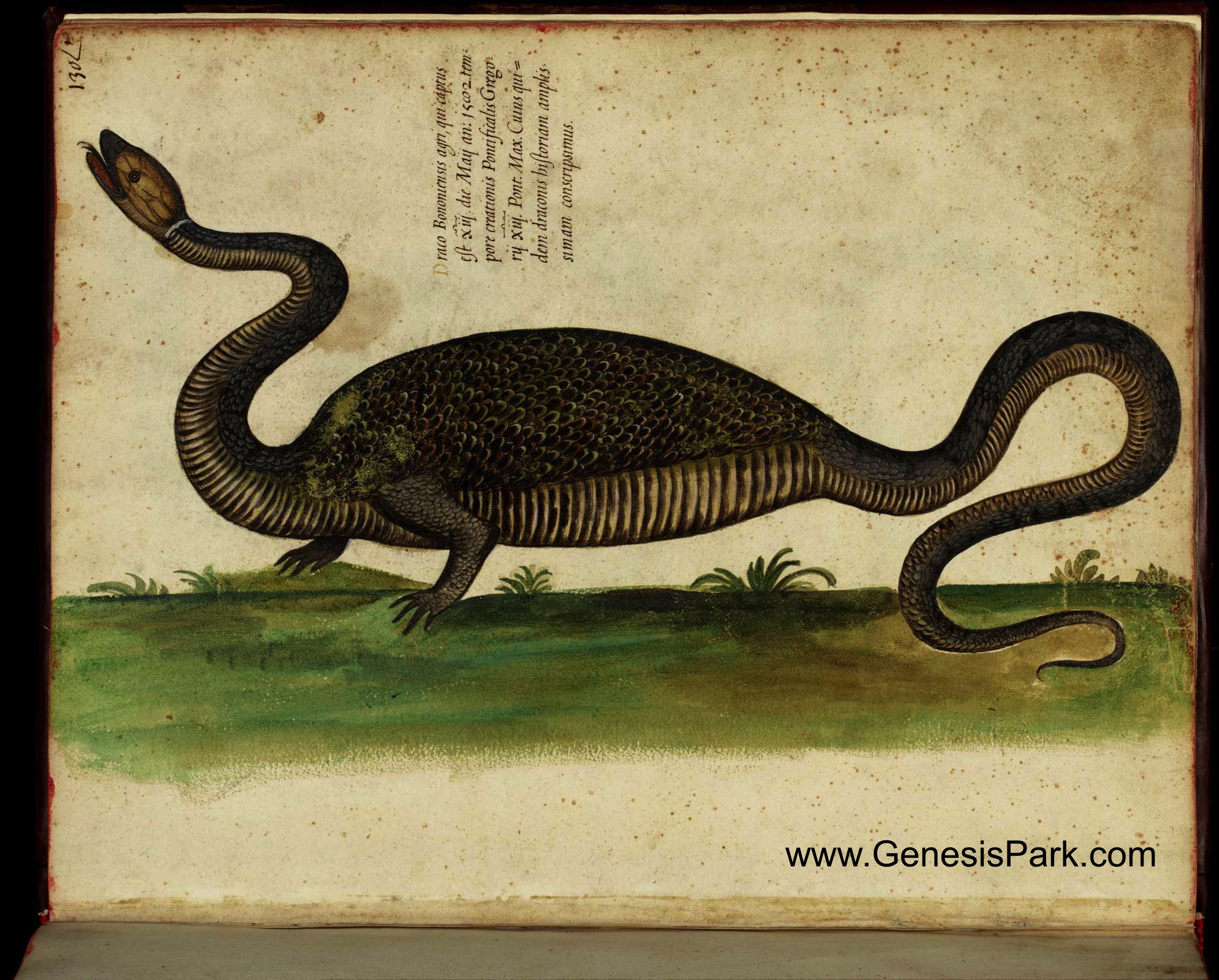 Dragons in History | Genesis Park