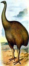 Giant Moa