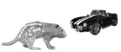 Large Rodent