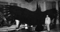 Teratorn