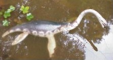 Plesiosaur