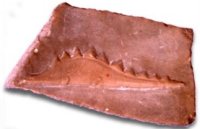 Stegosaurus