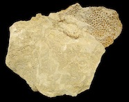 Fossilized Dinosaur Skin