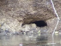 Burrow