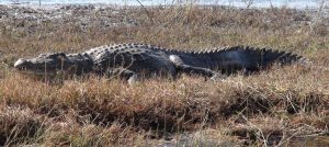 Crocodile