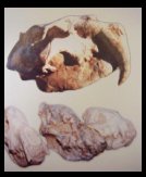Fossils