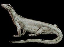 Komodo Dragon