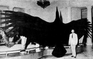 Giant Teratorn Bird
