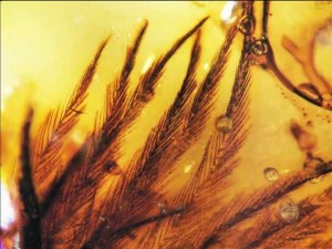 Feather in Amber