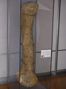 Camarasaurus Bone