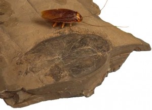 Giant Fossil Cockroach