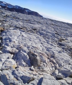 Fossilized Tree Trunk in Antarctica's Mount Achernar
