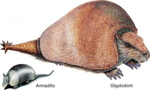 Modern Armadillo vs Glyptodont