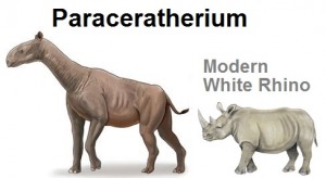 Paracatherium vs Modern Rhino