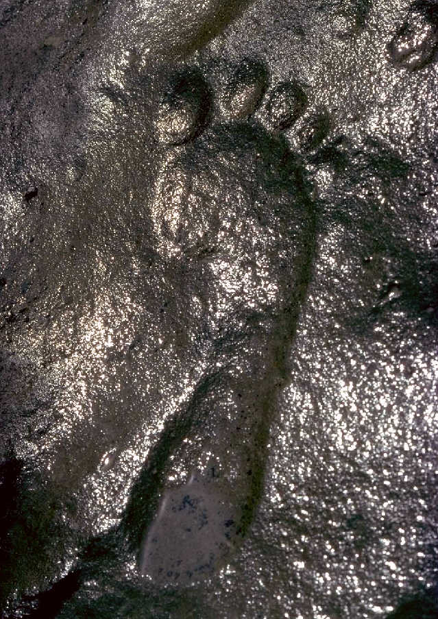 Fossil Footprints | Genesis Park - 639 x 903 jpeg 136kB