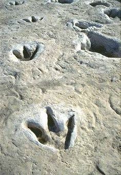 Dinosaur Footprints and Eggs | Genesis Park