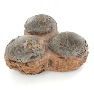 Fossilized Dinosaur Eggs4