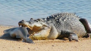 Saltwater crocodile with Shark