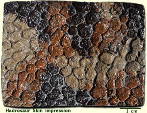 Hadrosaur skin impression2