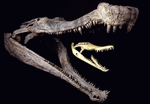 Sarchosuchus vs Modern Crocodile