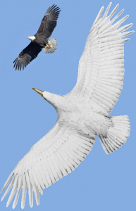 Teratorn vs Bald Eagle