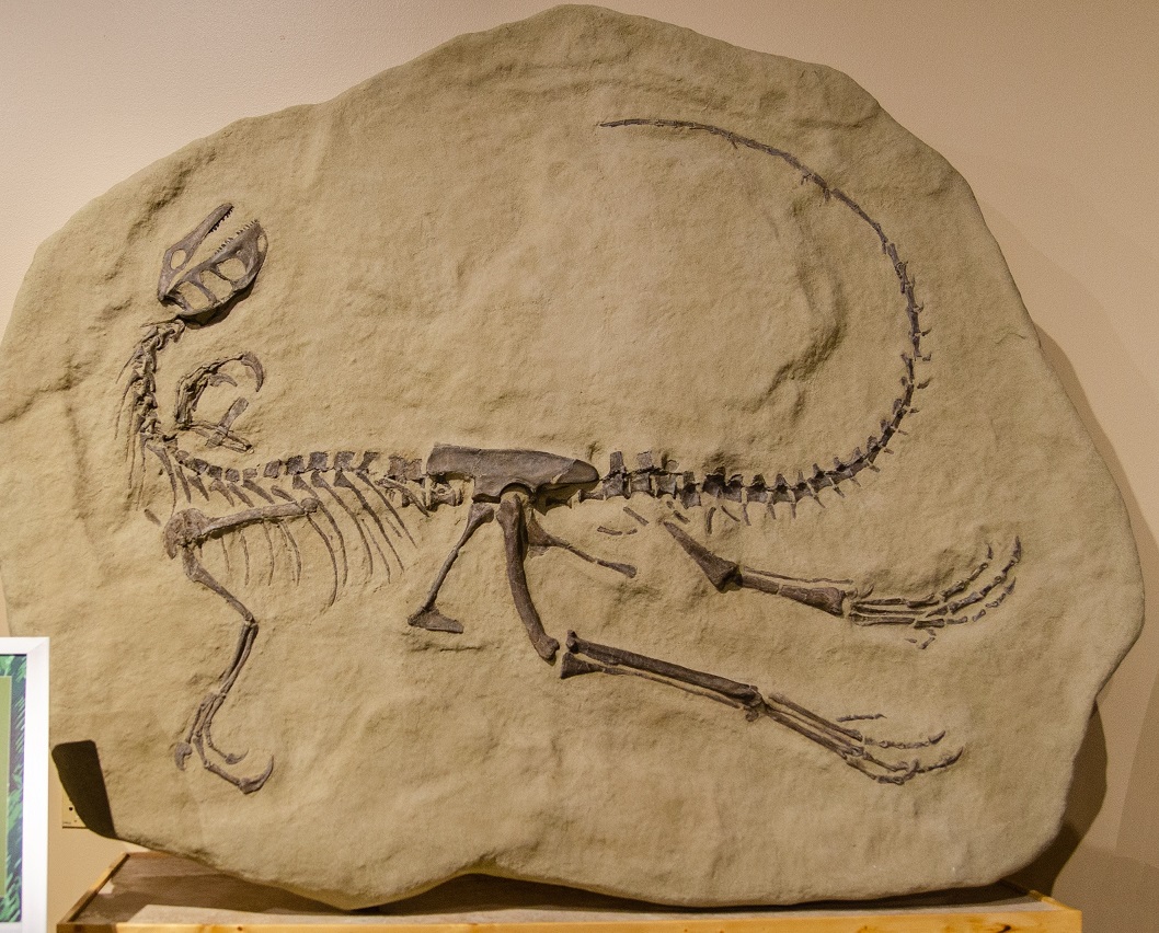 The Dinosaur Death Pose | Genesis Park